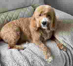 Image of Caroline's Pets service in Hulme, England, United Kingdom