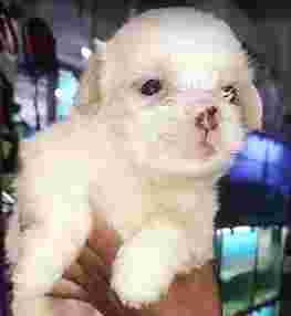 Image of World Pet Shop service in New Delhi, Delhi, India