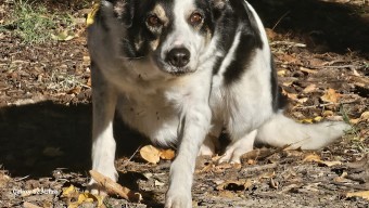Image of Dupont Animal Care Center service in Fort Wayne, Indiana, United States