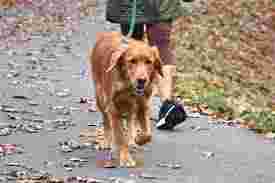 Image of Lead The Way, Dog Walking & Pet Sitting Services service in Poole, Dorset, United Kingdom