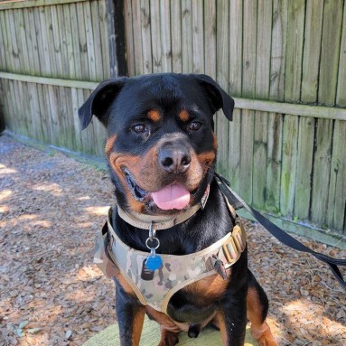 Image of Valor K9 Training service in Oviedo, Florida, United States Image of Valor K9 Training service in Oviedo, Florida, United States