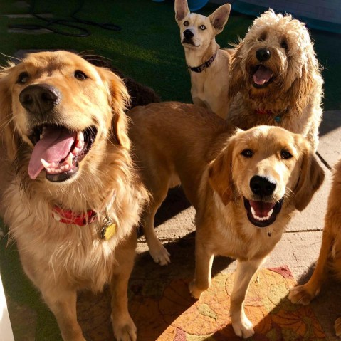 Image of Down to Earth Dogs service in San Diego, California, United States