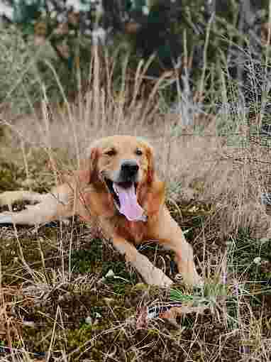 Image of Sportsman's Kennels service in Manorville, New York, United States