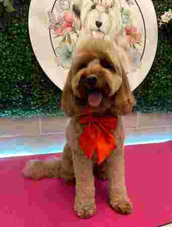 Image of Pawla's Pooches Dog Grooming service in Belhelvie, Scotland, United Kingdom