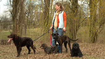 Image of Hundekindergarten auf der Uhlenhorst service in Hamburg, Hamburg, Germany