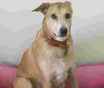 Image of Heads Up For Tails Pet Store & Spa - Kailash colony , New Delhi service in New Delhi, Delhi, India