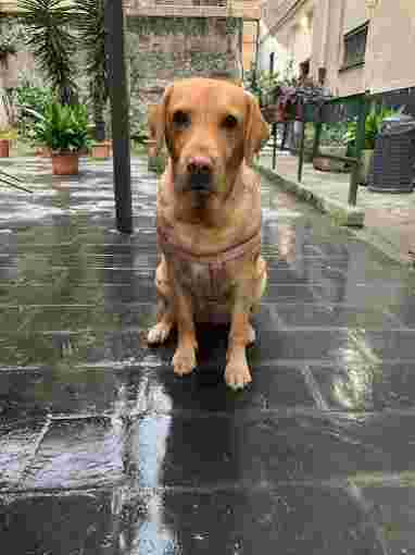 Image of Studio Veterinario Dott. Lamberto Filippo - Dott.ssa Crosetti Sara service in Genova, Liguria, Italy