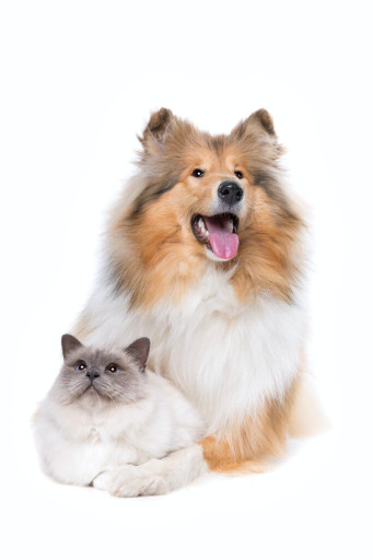 Image of Clinica Veterinaria S. Martino service in Genova, Liguria, Italy