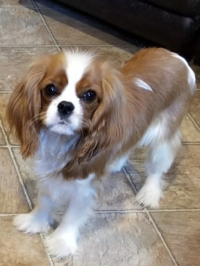 Image of Stoney Creek Veterinary Hospital service in Morton, Illinois, United States