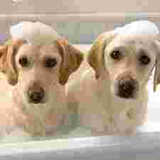 Image of Smart Paws Dog Grooming service in Sheffield, England, United Kingdom