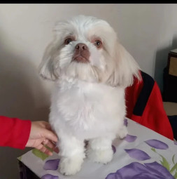 Image of Dogs & Cats Grooming at Home service in New Delhi, Delhi, India