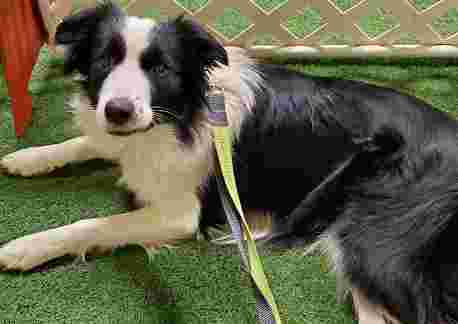 Image of Pawsitive Partners Dog Training Center service in Beech Grove, Indiana, United States