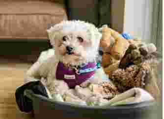 Image of Fenley's Pets service in Sheffield, England, United Kingdom