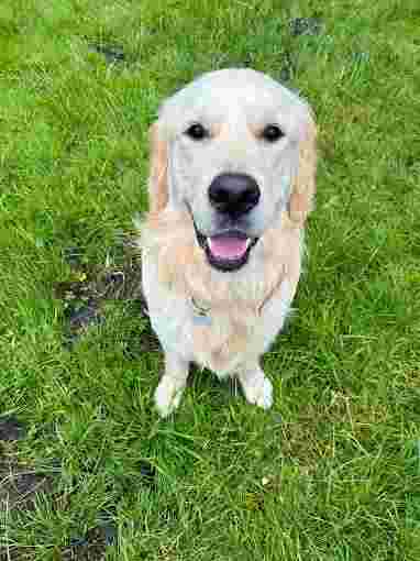 Image of Happy Dogs Amsterdam service in Amsterdam, North Holland, Netherlands