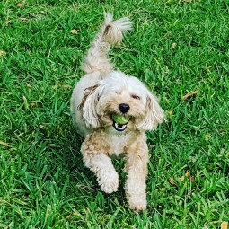 Image of Purr-fect Dog Training by Holly service in Boynton Beach, Florida, United States Image of Purr-fect Dog Training by Holly service in Boynton Beach, Florida, United States