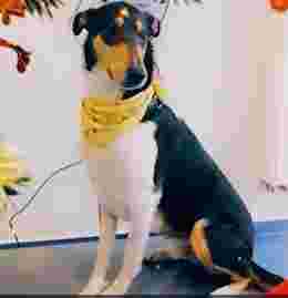 Image of Veterinary practice Benrath - Dr.med.vet. Claudia Mamerow service in Dusseldorf, Nordrhein-Westfalen, Germany