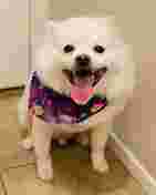 Image of Barking Dogs Self-Wash & Grooming Mountains Edge service in Las Vegas, Nevada, United States