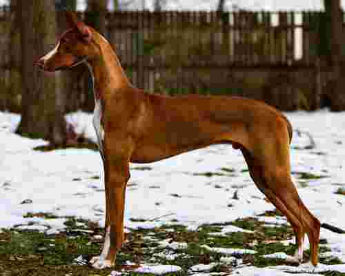 Image of Woofs and Wags Pet Lodge service in Baltimore, Maryland, United States