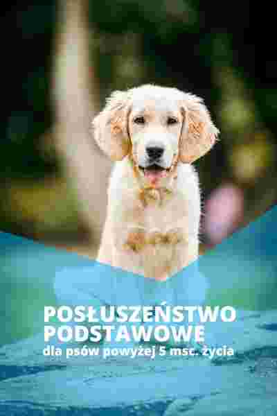 Image of Dogs Friends - świetlica dla psów Poznań service in Poznan, Wielkopolskie, Poland