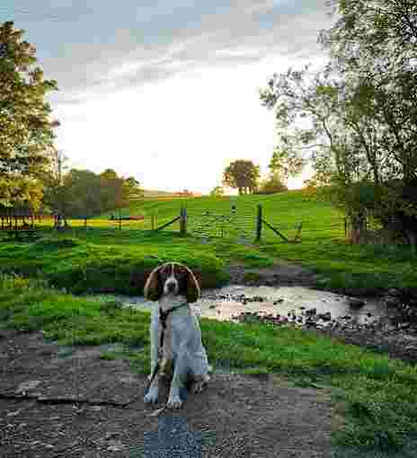 Image of Bark About Dog Walking & Training service in Cheadle, England, United Kingdom