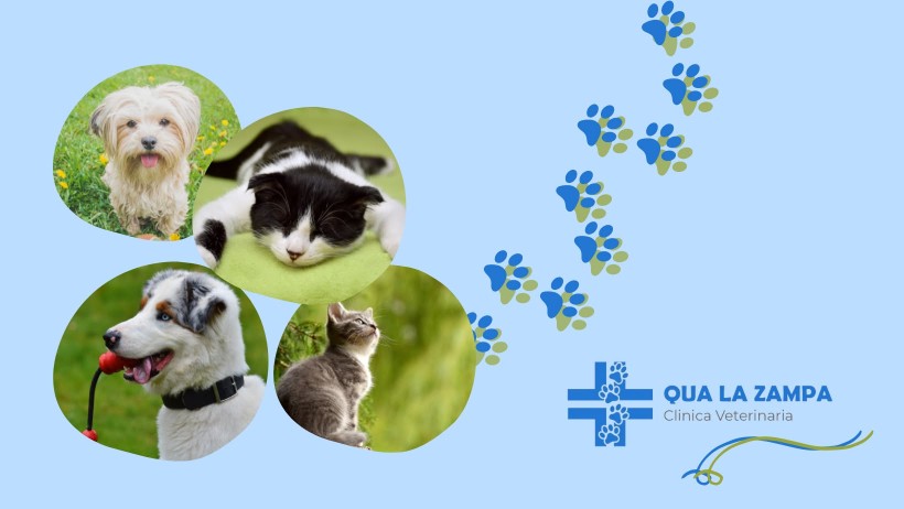 Image of Clinica veterinaria Qua la zampa di Lombardo service in Napoli, Campania, Italy Image of Clinica veterinaria Qua la zampa di Lombardo service in Napoli, Campania, Italy