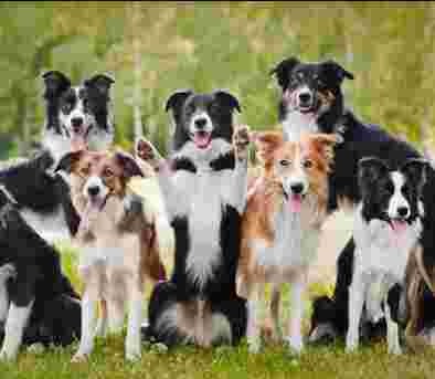 Image of Cowboy Joe's Dog Boarding service in Salt Lake City, Utah, United States