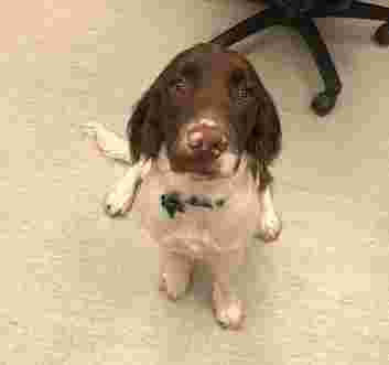 Image of Pets at Home Dronfield service in North East Derbyshire, England, United Kingdom