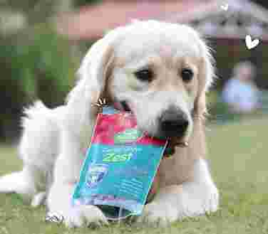 Image of Heads Up For Tails Pet Store | Hauz Khas, Delhi service in New Delhi, Delhi, India
