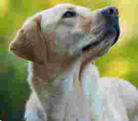Image of Hundetraining Bremen service in Bremen, Bremen, Germany