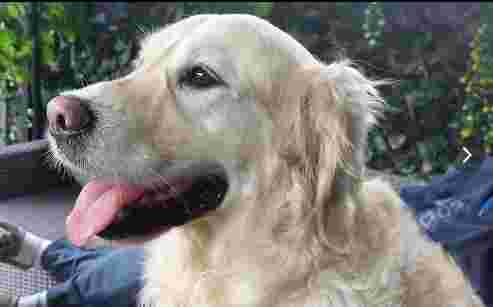 Image of Border View Farm Kennels & Cattery service in North East Derbyshire, England, United Kingdom