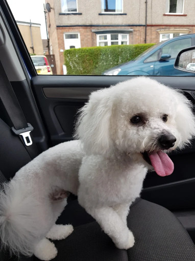 Image of Norton Dog Groomers service in Stockton-on-Tees, Cleveland, United Kingdom