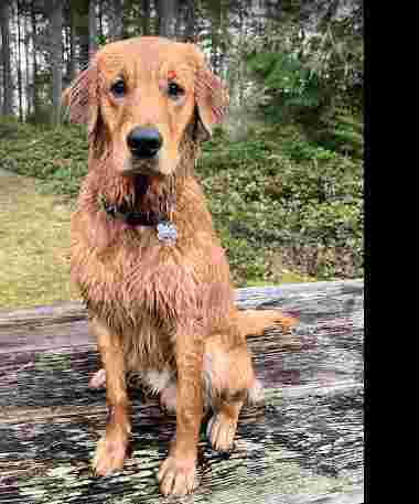 Image of K9 Companion Academy service in Gig Harbor, Washington, United States