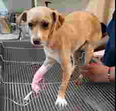 Image of Clínica Veterinaria Mis Mascotas service in Tijuana, Baja California, Mexico
