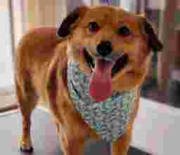 Image of Cosmo Tail's Pet Grooming service in Salt Lake City, Utah, United States