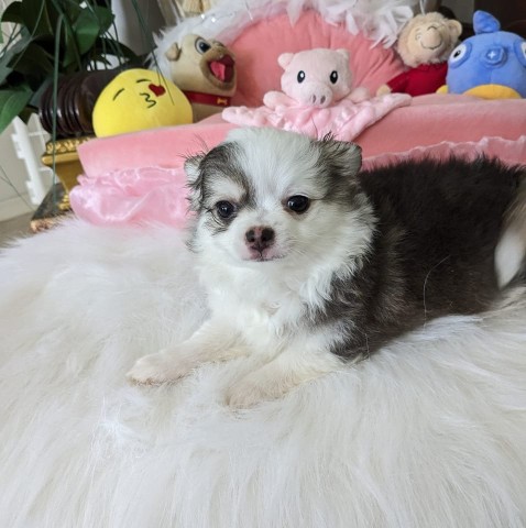 Image of Dog Boarding, Pampered Dog Sitting, LLC service in Palm Coast, Florida, United States Image of Dog Boarding, Pampered Dog Sitting, LLC service in Palm Coast, Florida, United States