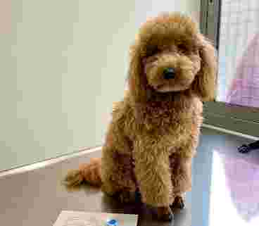 Image of Aachen Servicios Veterinarios service in Valencia, Valencia, Spain