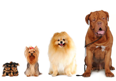 Image of The Dog House of Delco service in Broomall, Pennsylvania, United States