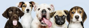 Image of BAU&THECITY - Asilo Diurno per Cani service in milan, Lombardy, Italy