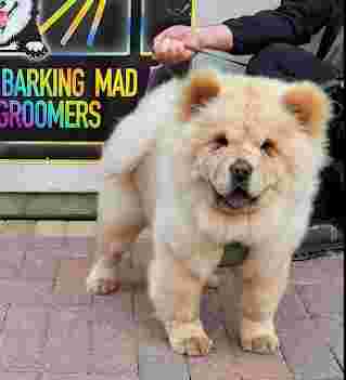 Image of KK9 BARKING MAD GROOMERS service in Kirkby, England, United Kingdom