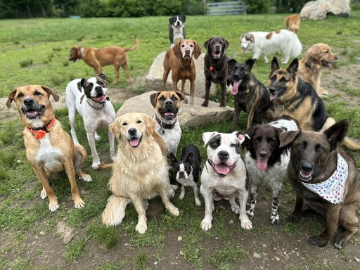 Image of Clark's Dog Kennel service in Worcester County, Massachusetts, United States Image of Clark's Dog Kennel service in Worcester County, Massachusetts, United States