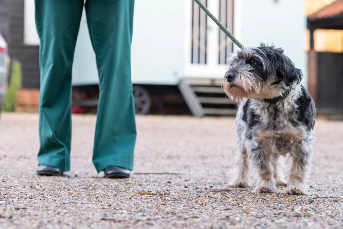 Image of Holly House Veterinary Hospital & Ark Referrals service in Leeds, England, United Kingdom