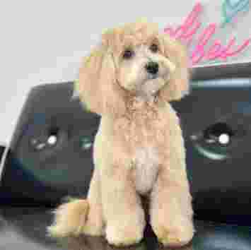 Image of Aida Garcia Estilista Canina service in Tarragona, Tarragona, Spain