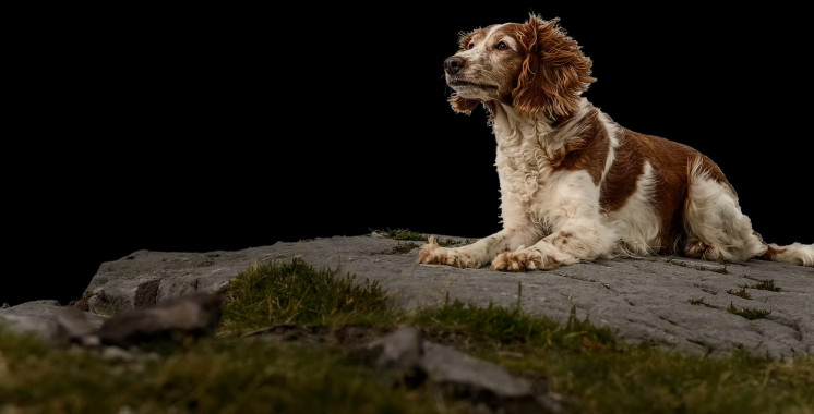 Image of Wizz Dog Training service in Runcorn, England, United Kingdom