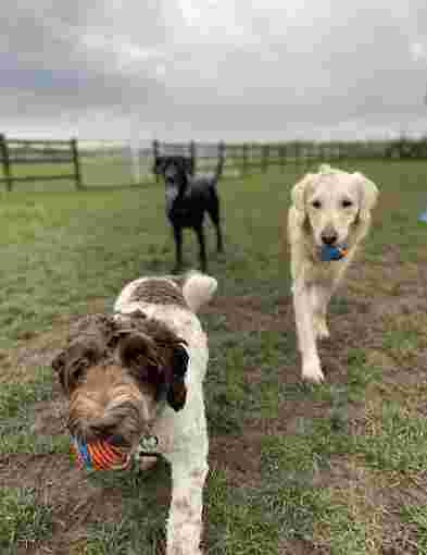 Image of The Liverpool Pet Care Company service in Simonswood, England, United Kingdom