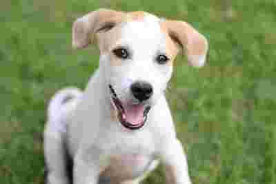 Image of Learning and Understanding Canine Academy service in Sheffield, England, United Kingdom