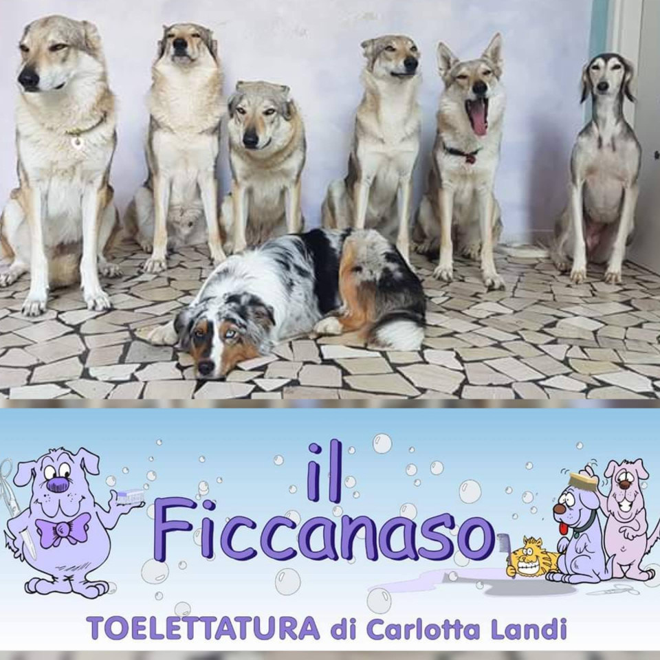 Image of Il Ficcanaso Toelettatura service in Bologna, Bologna, Italy