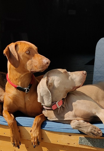 Image of Hundetherapiezentrum Frankfurt service in Frankfurt am Main, Hessen, Germany