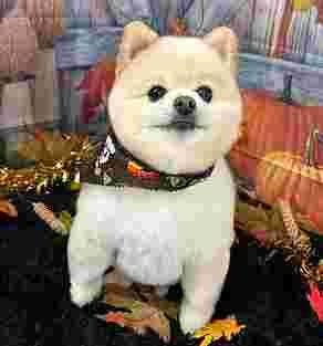 Image of Doggie Stylz Grooming Summerlin service in Las Vegas, Nevada, United States