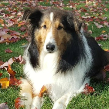 Image of Woodbridge Pet Sitting Service, LLC service in Woodbridge, Ontario, United States Image of Woodbridge Pet Sitting Service, LLC service in Woodbridge, Ontario, United States