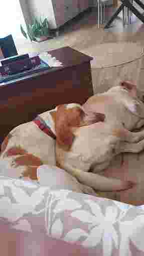 Image of Ambulatorio Veterinario Dott. Manfredi Sparti Dott.ssa Paola Lunetta service in Palermo, Sicilia, Italy